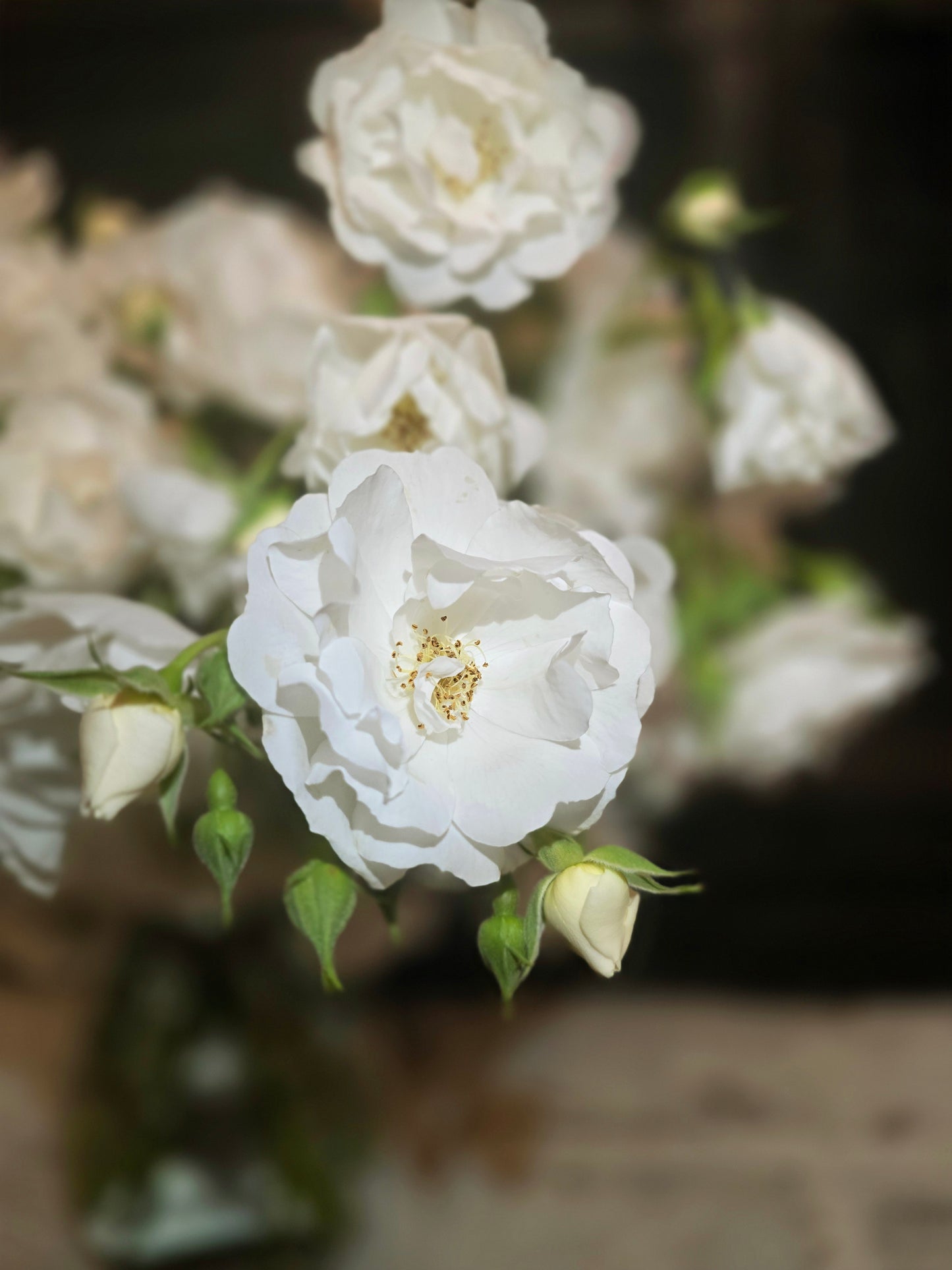 Fresh White Rose