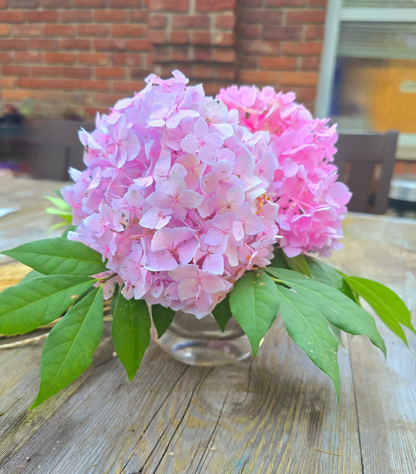 Cut Hydrangeas Flowers