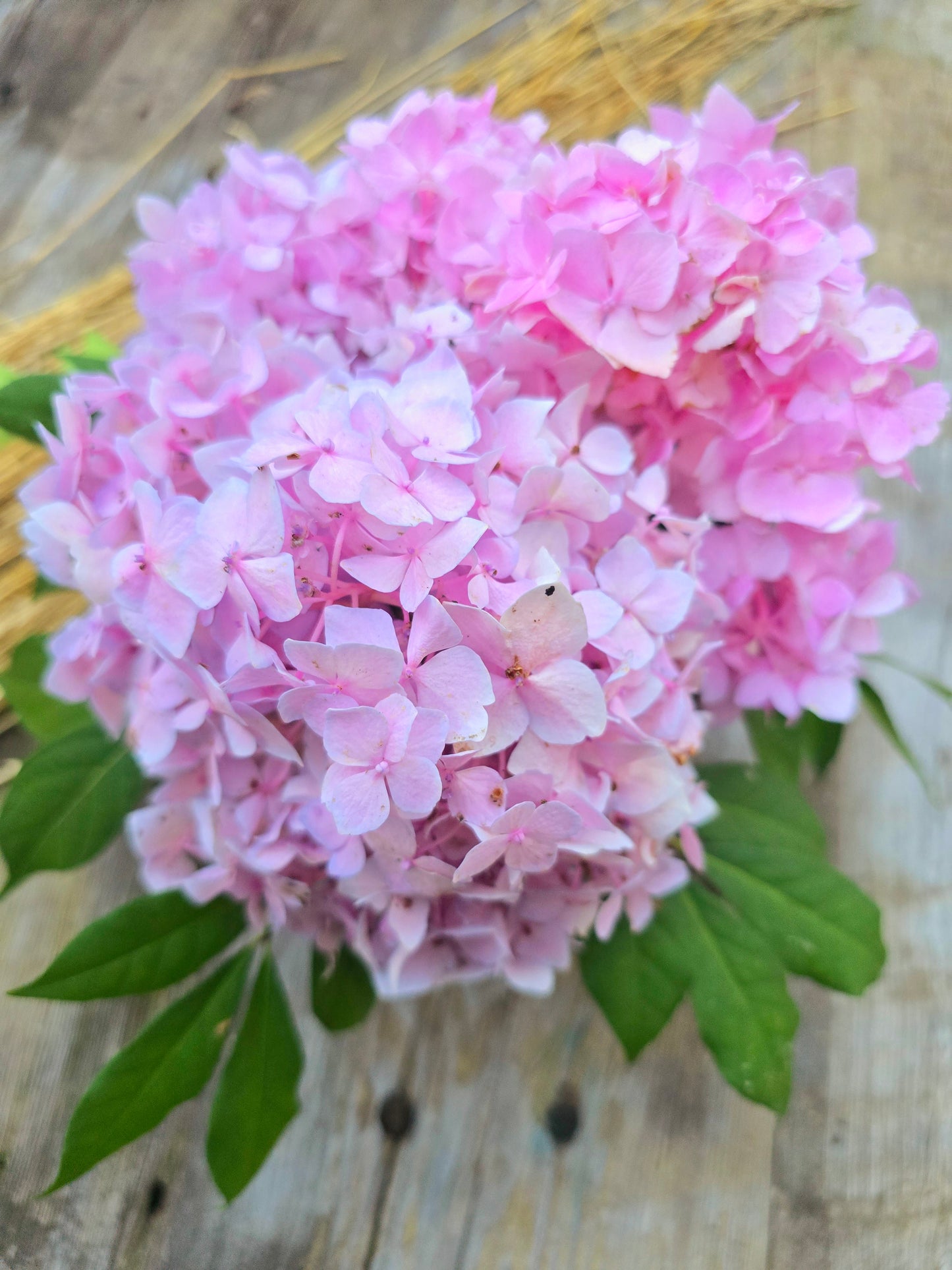 Cut Hydrangeas Flowers