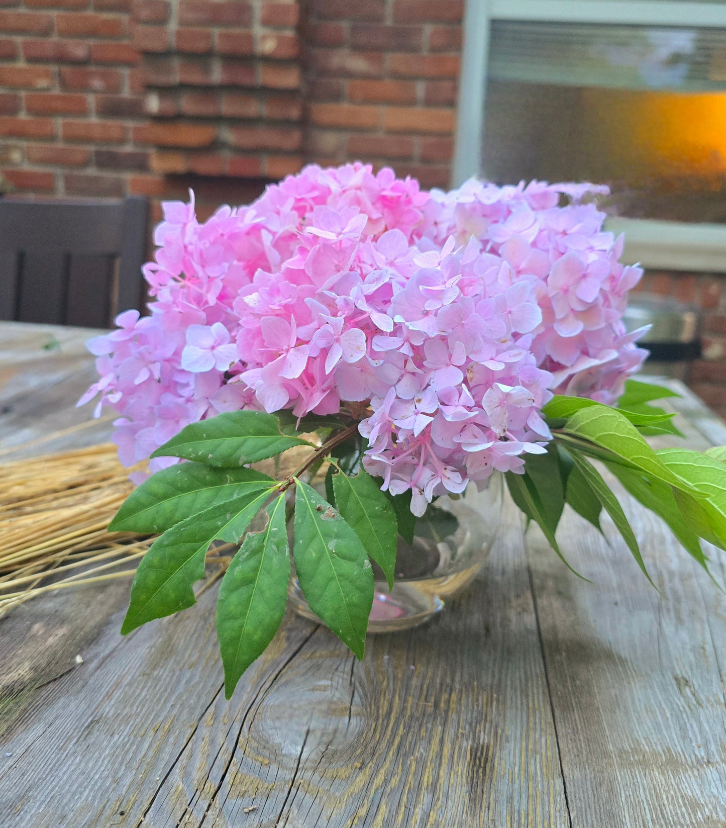 Cut Hydrangeas Flowers