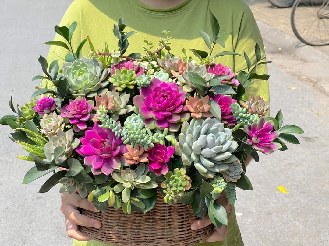 Succulent in Basket Succulent Plant Arrangements