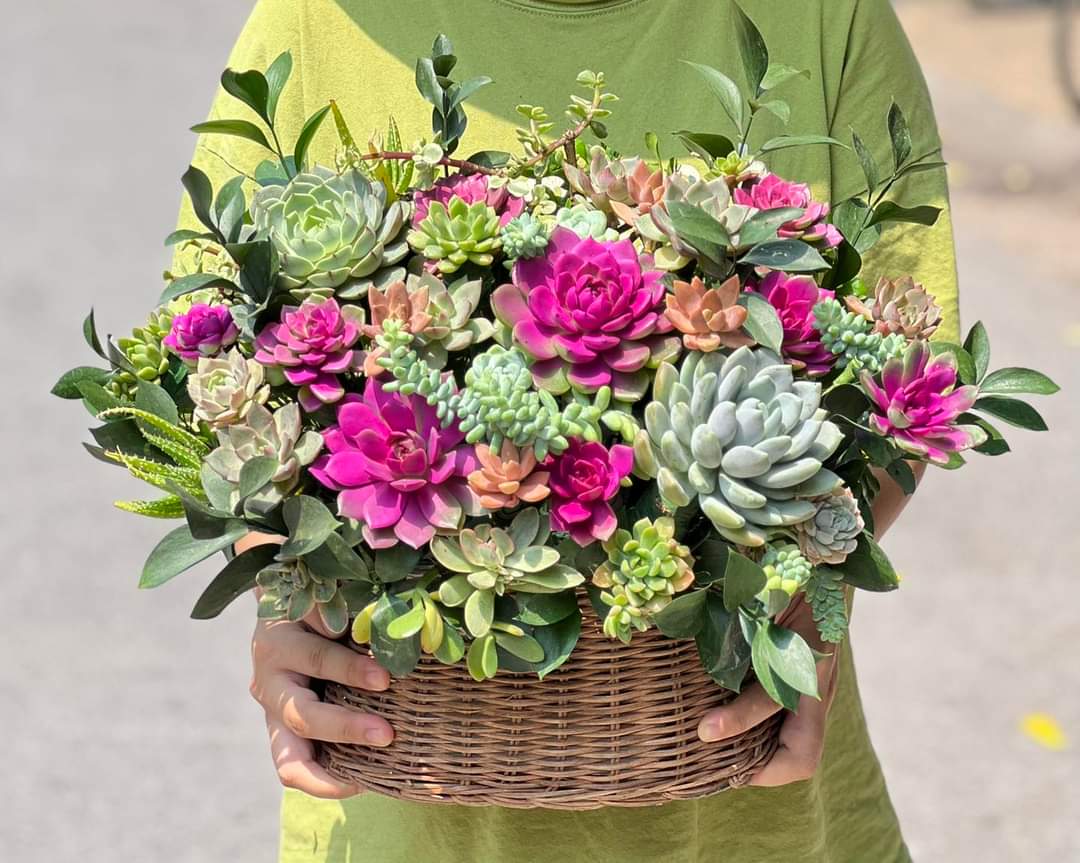 succulent city plants Succulent in Basket Succulent Plant Arrangements – Queen City Arrangements