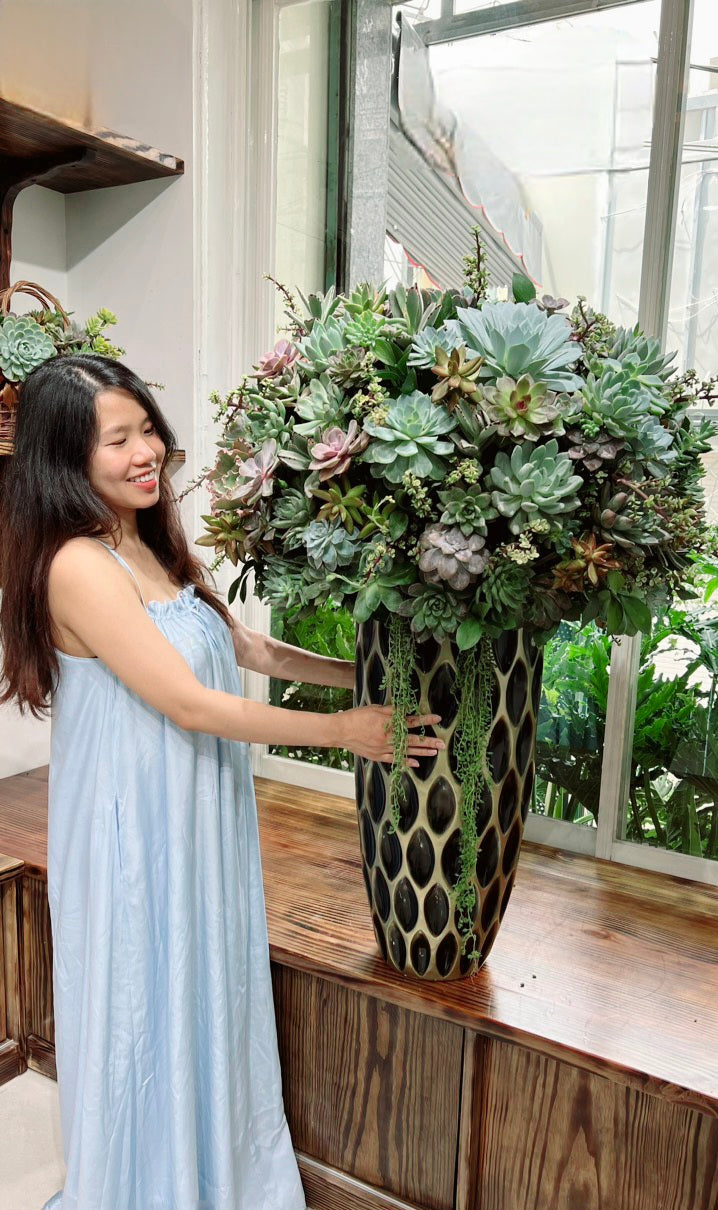 tall succulent house plants Large Succulent Arrangements Decorative Flower Pots – Queen City Arrangements