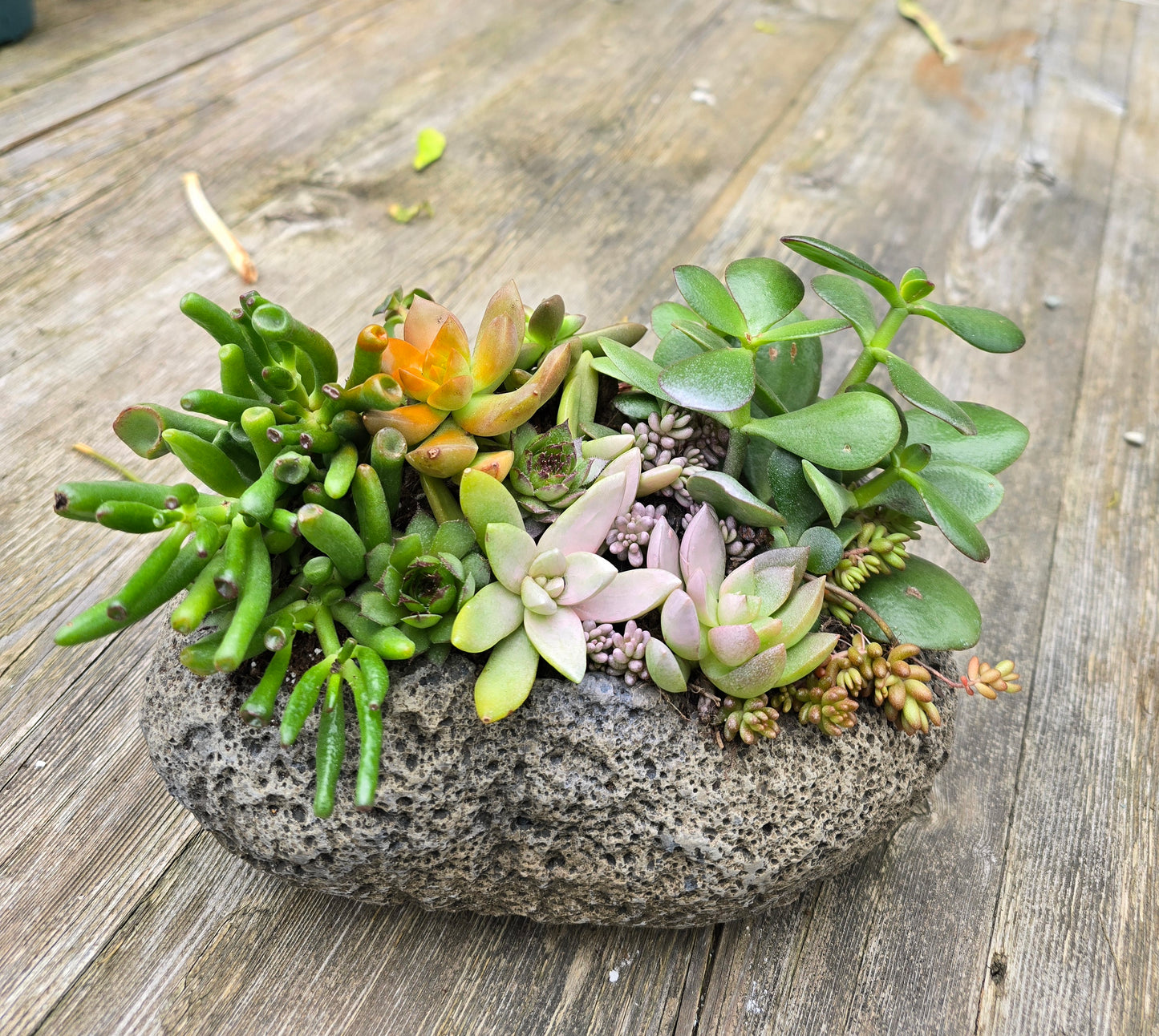 Live Succulent Arrangements in Pot