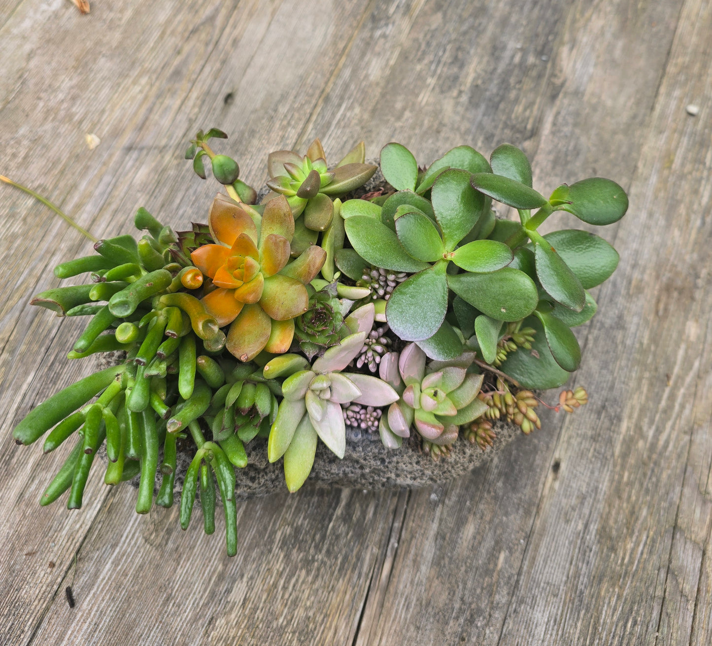 Live Succulent Arrangements in Pot