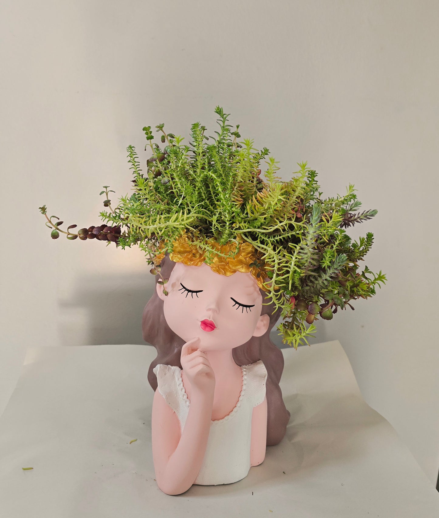 Live Jenny's Stonecrop in the vase