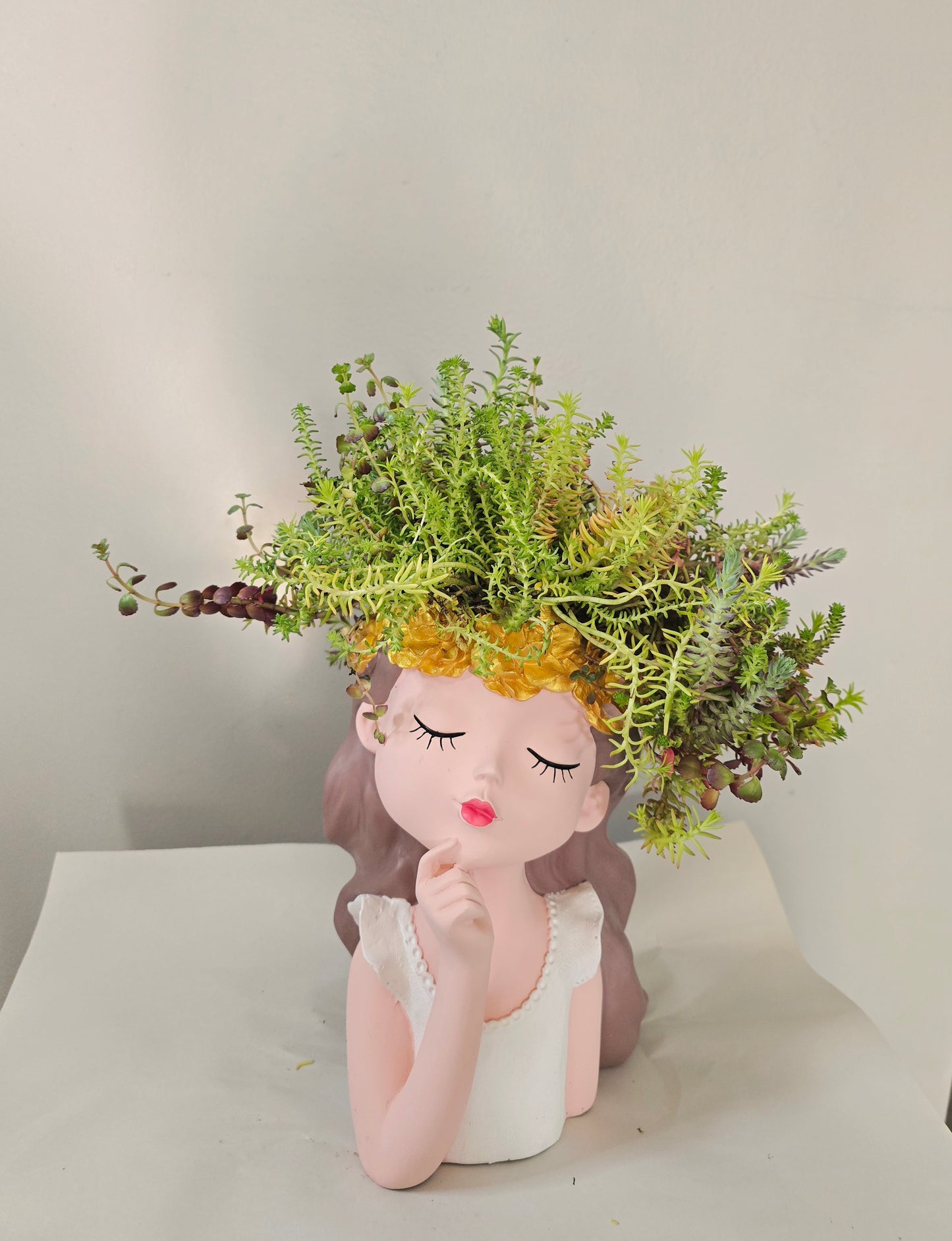 Live Jenny's Stonecrop in the vase