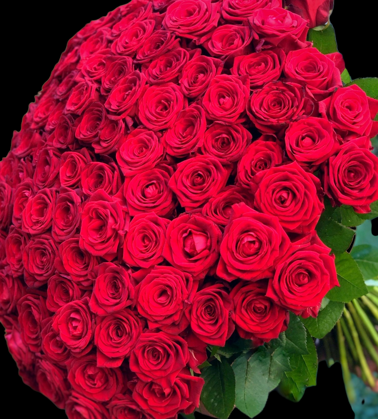 100 Fresh Cut Rose Bouquet