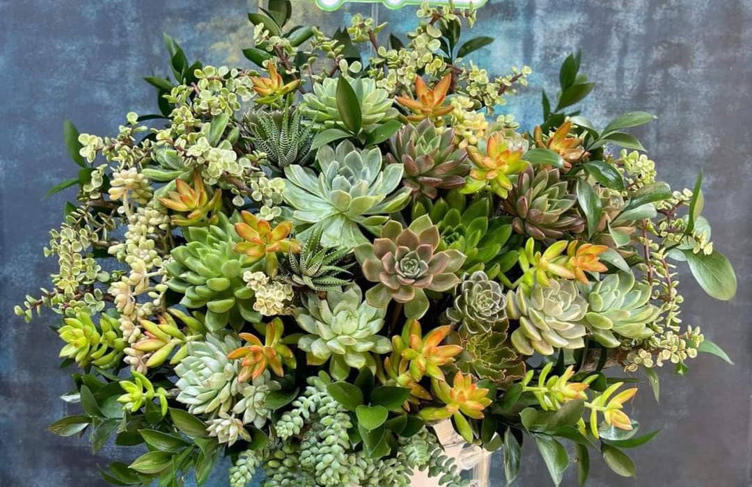succulent welcome sign Succulent Welcome Sign Impressive Colorful Succulent Flower Sign