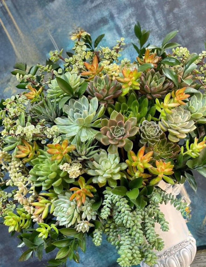 unusual succulent planters Unique Succulent Pots – Queen City Arrangements