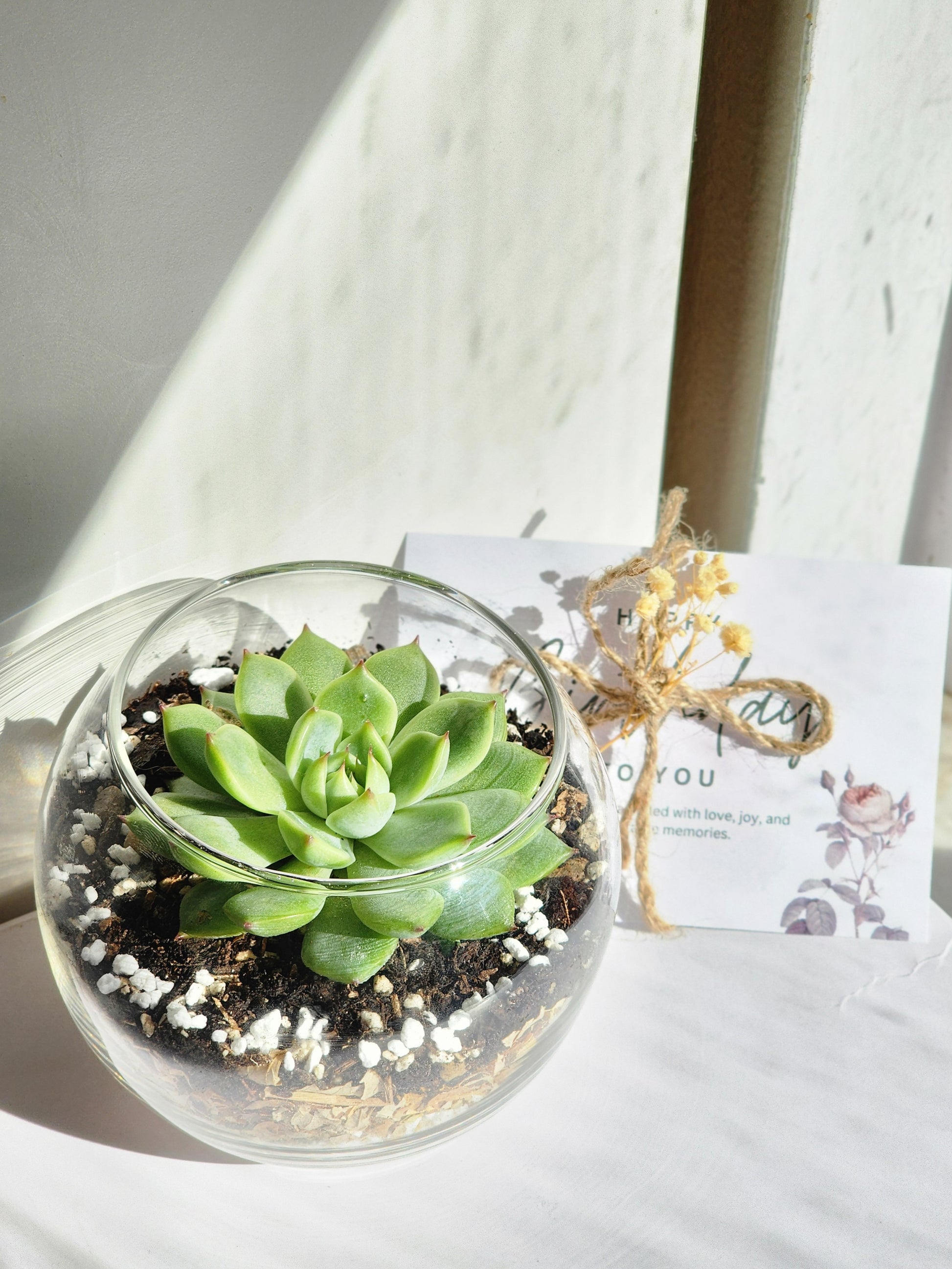 succulents in glass bowl Succulent In Glass, Vase Succulent In Vase, Succulents In Glass Vase – Queen City Arrangements