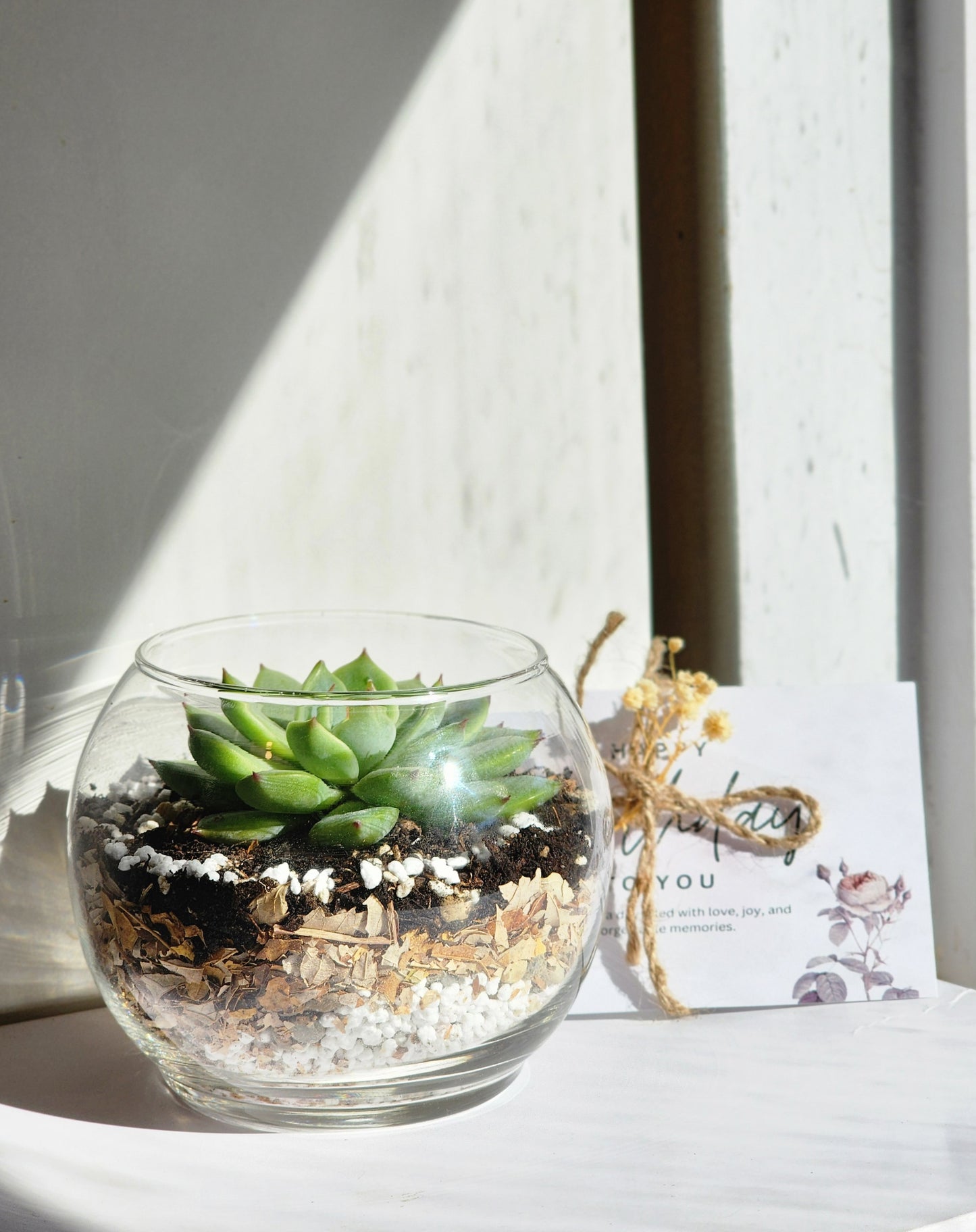 Succulent In Glass Vase