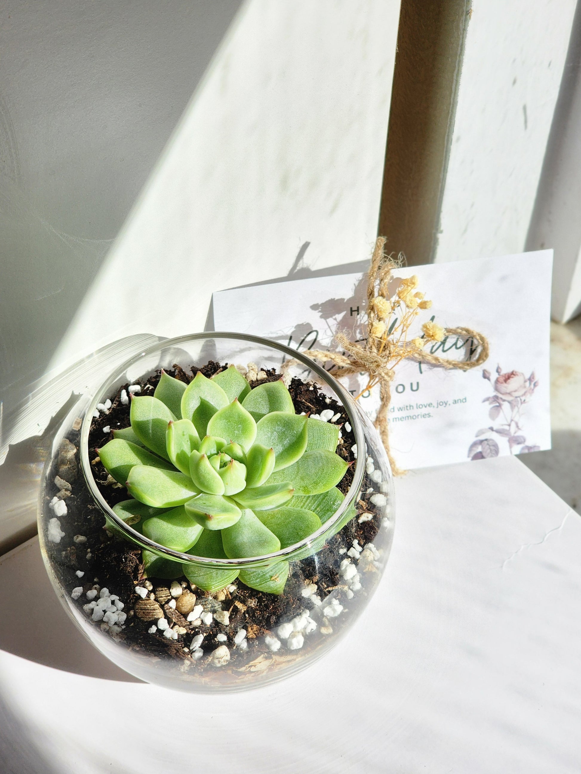 succulent in white vase Succulent In Glass, Vase Succulent In Vase, Succulents In Glass Vase – Queen City Arrangements