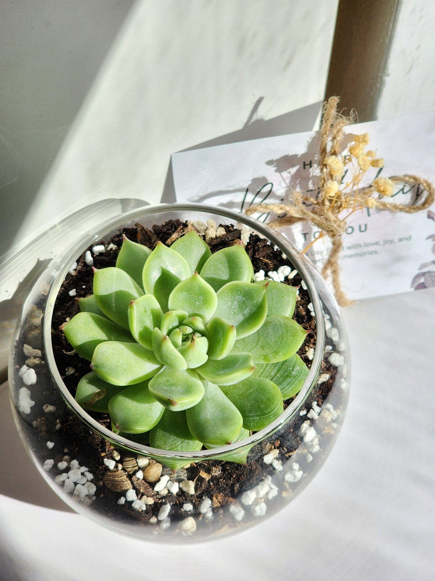 Succulent In Glass Vase