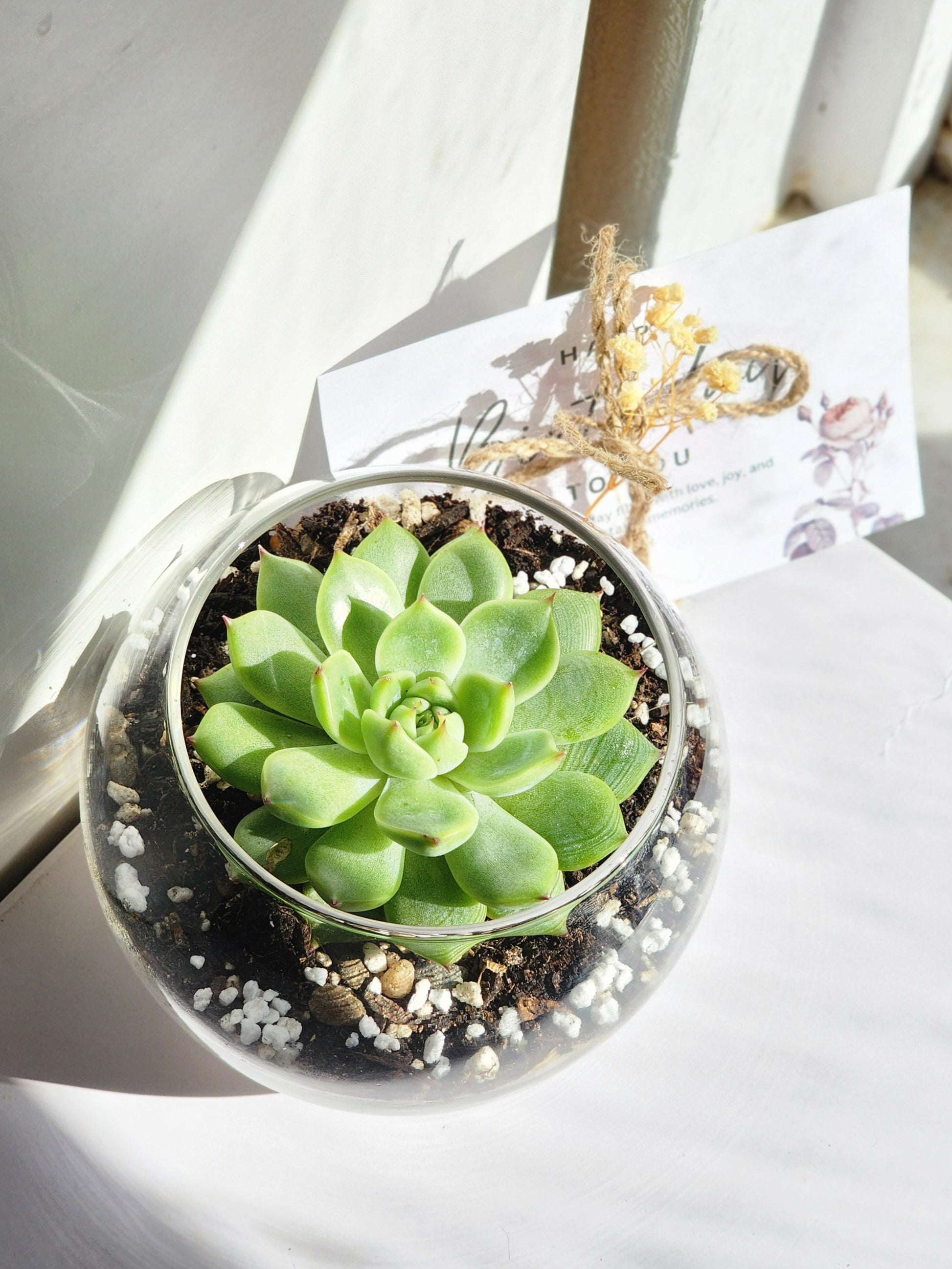 succulent in glass pot Succulent In Glass, Vase Succulent In Vase, Succulents In Glass Vase – Queen City Arrangements