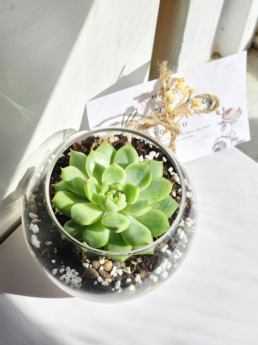 Succulent In Glass Vase