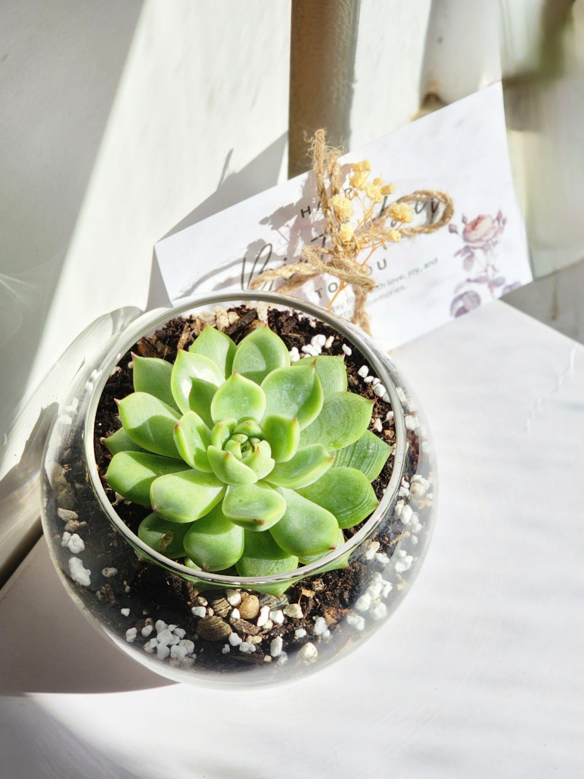 fake succulents in glass Succulent In Glass Vase