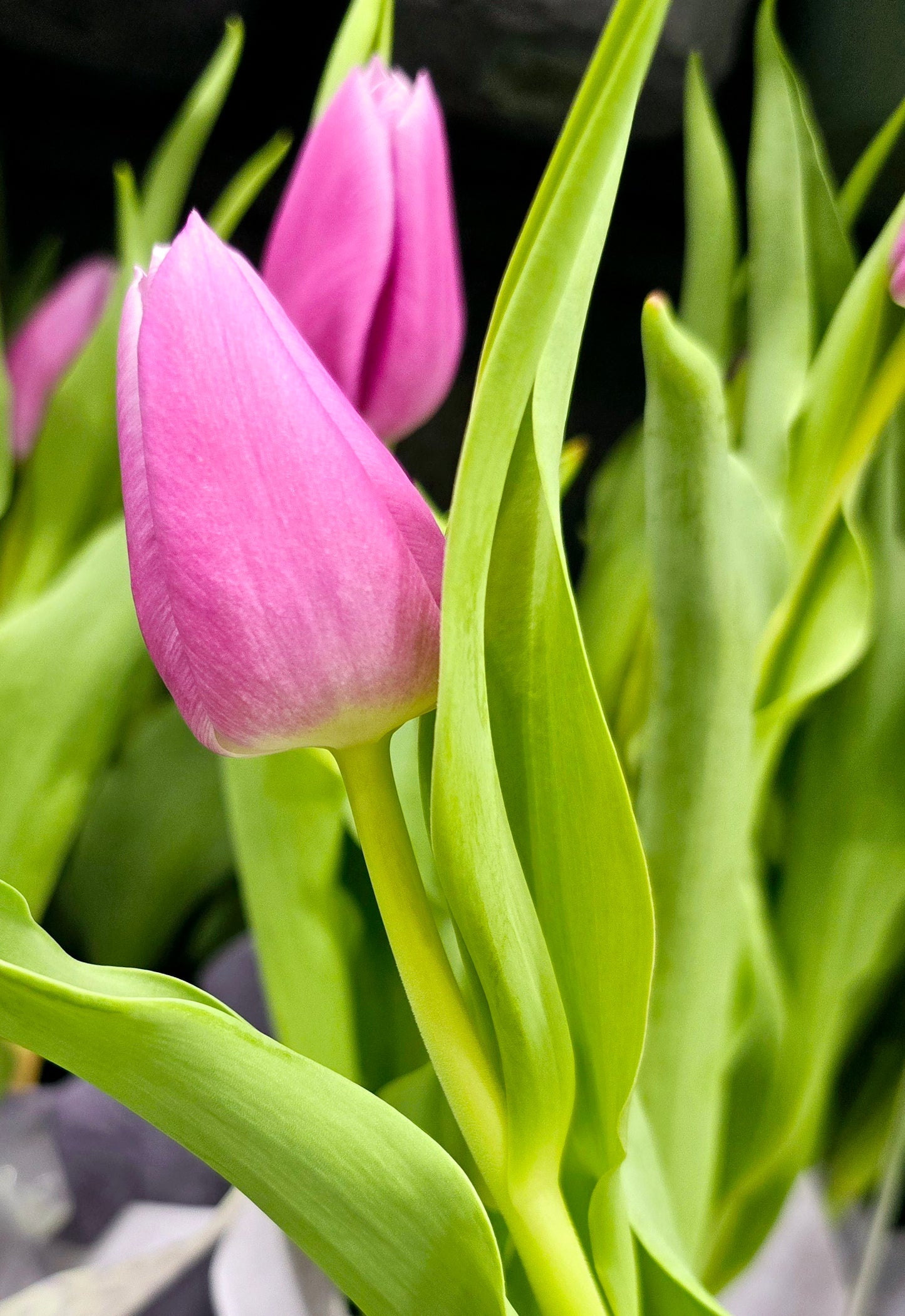 Fresh Tulips Flowers In Vase