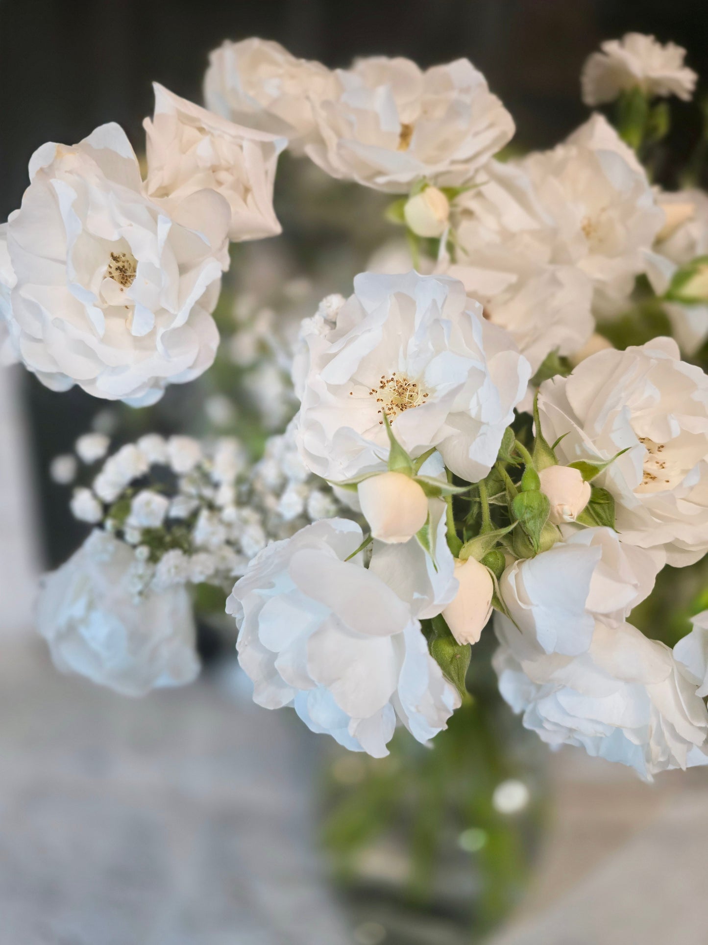 Fresh White Rose Dormant