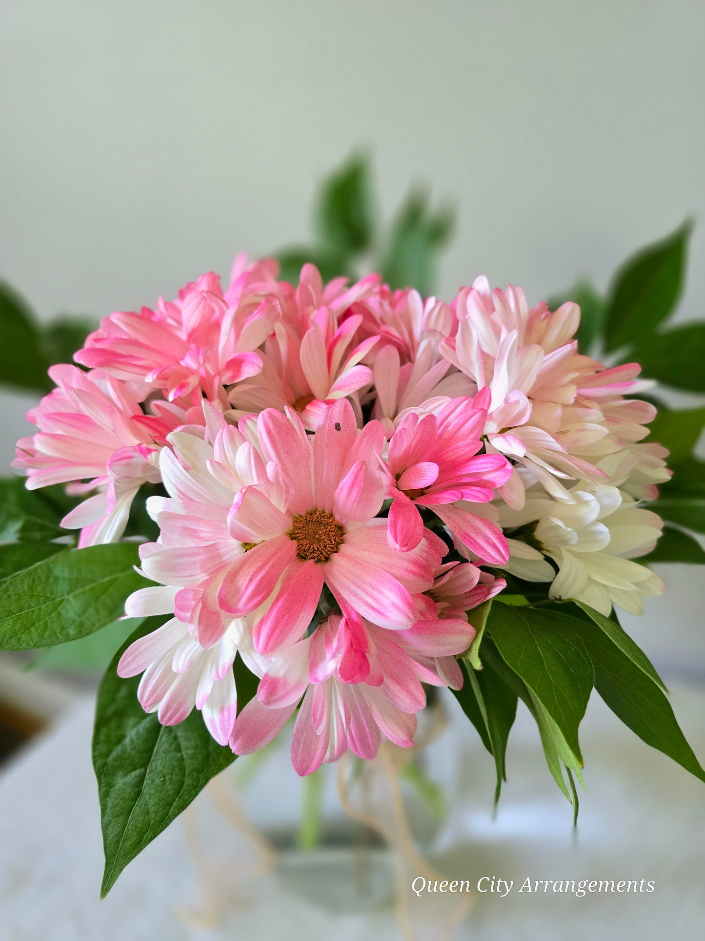 Cut Pink Chrysanthemum