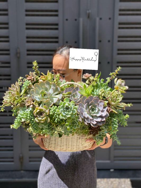 Large Succulent Arrangements in Basket