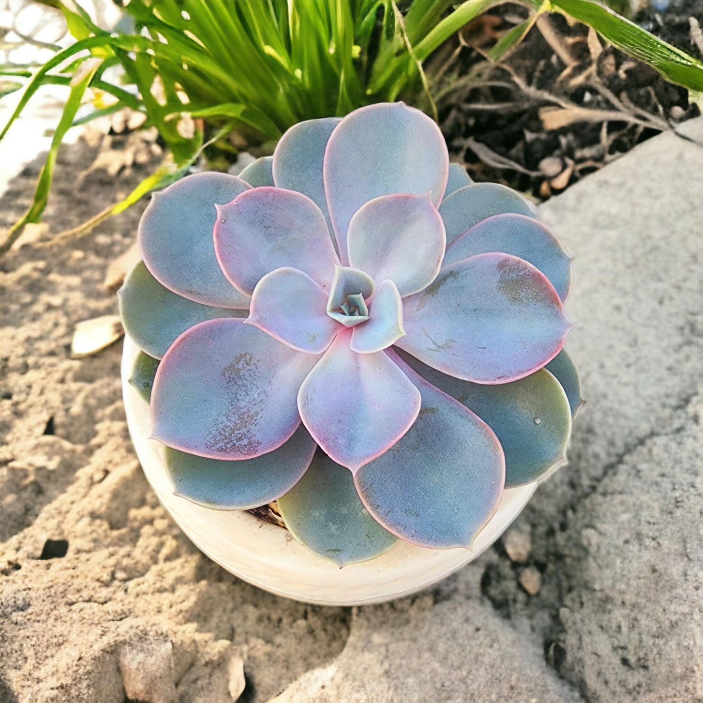 Succulent In Pot