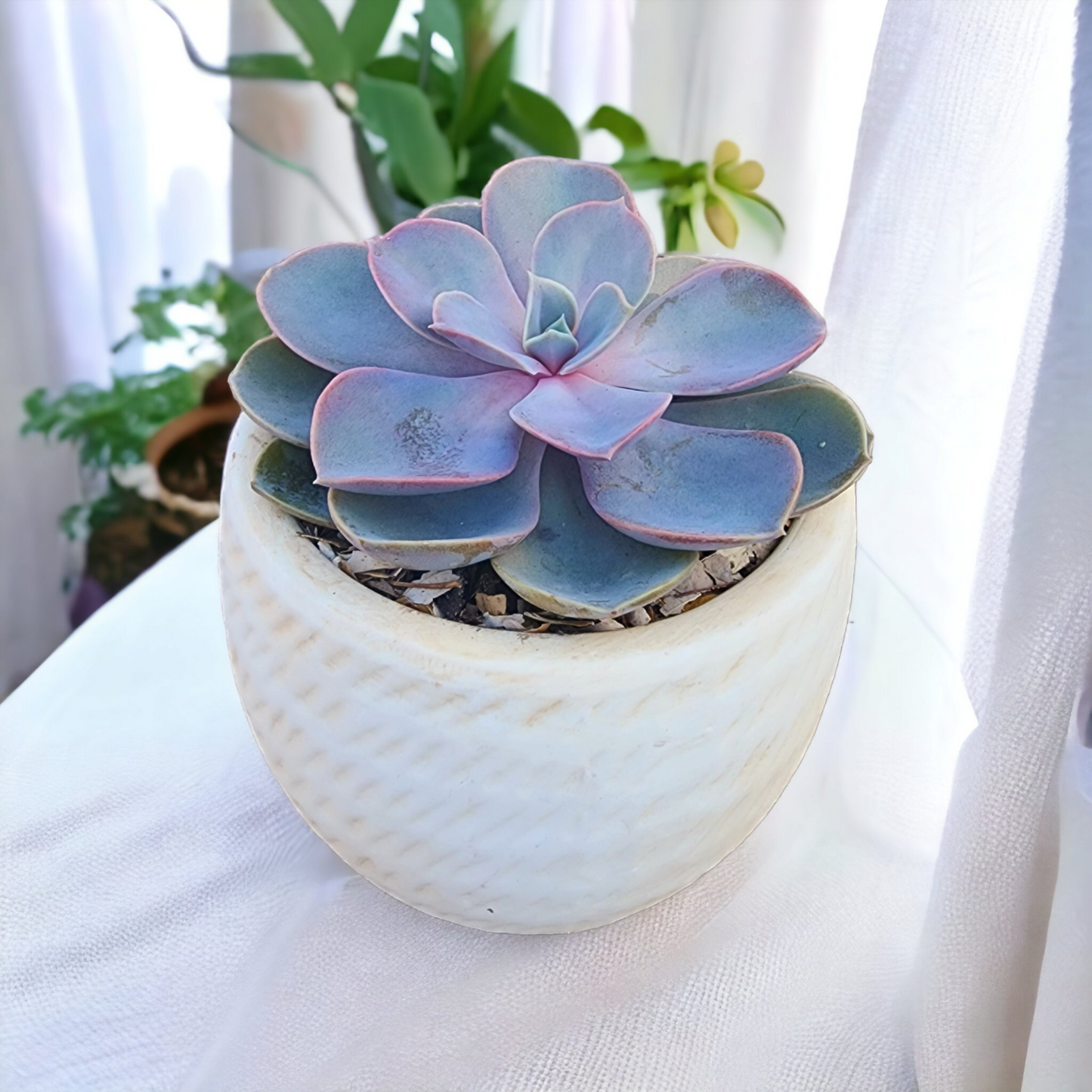 Succulent In Pot