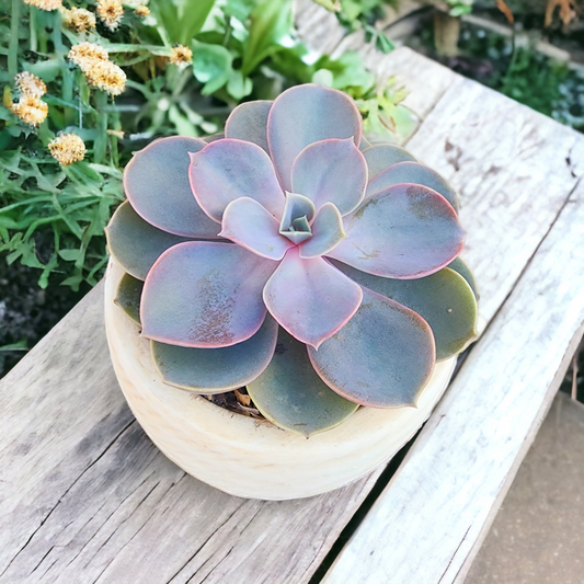 Succulent In Pot