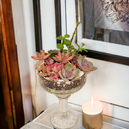 Succulent Arrangements in Glass Vase