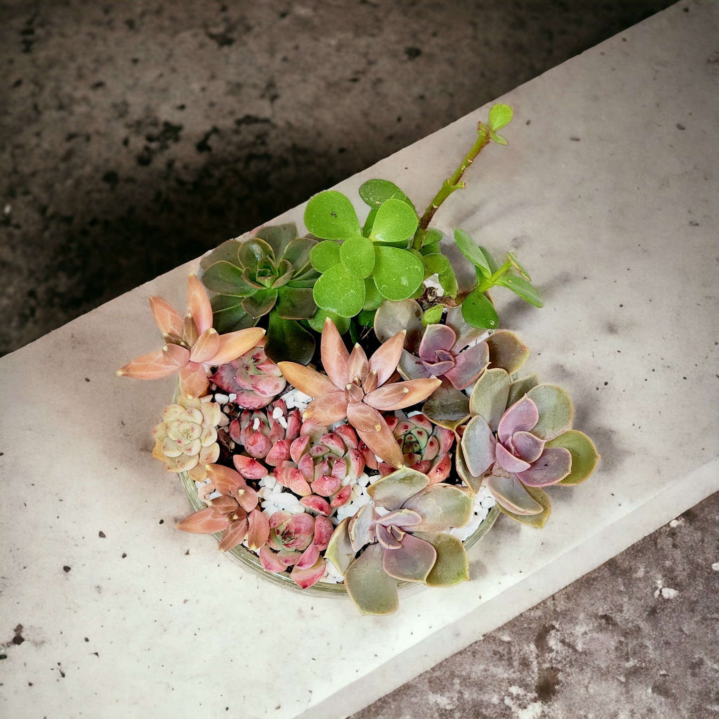 Succulent Arrangements in Glass Vase