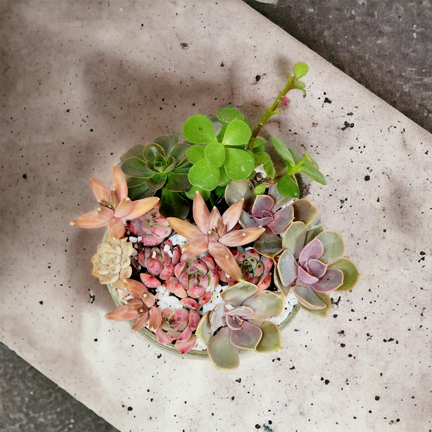 Succulent Arrangements in Glass Vase