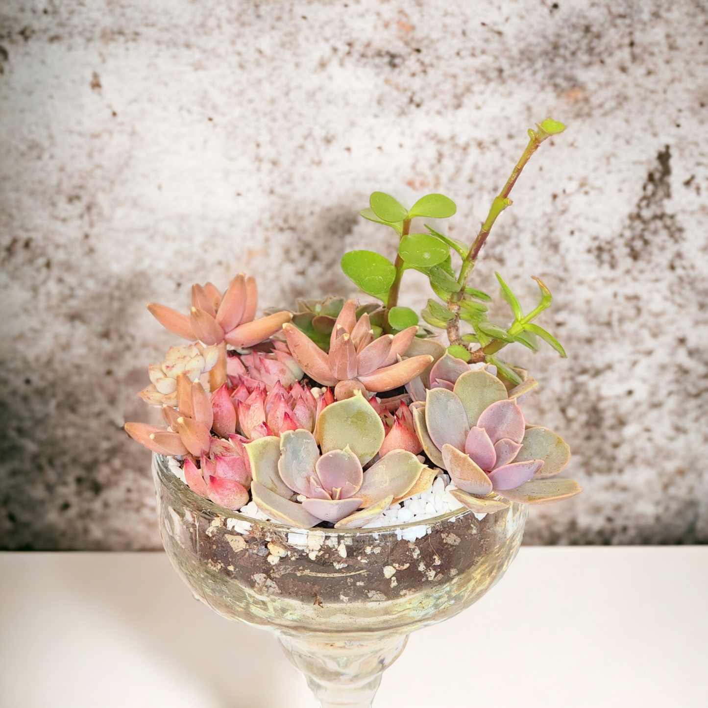 Succulent Arrangements in Glass Vase