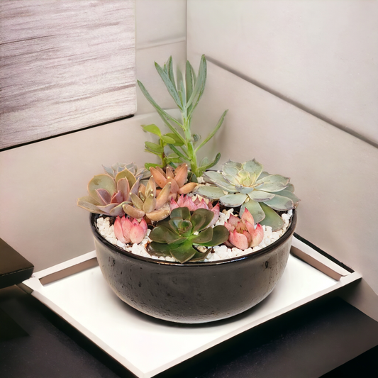 Live Succulent Arrangements in Black Pot