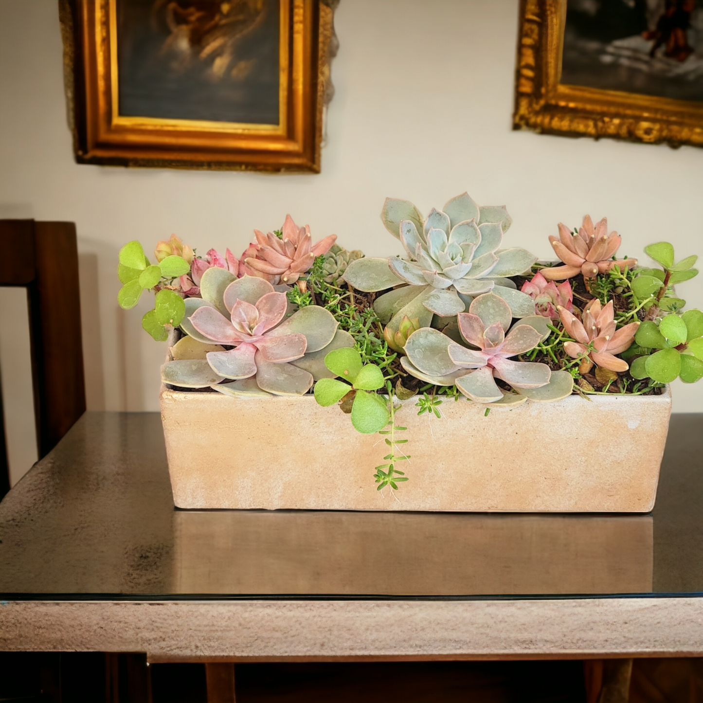 Succulent Arrangements in Pot