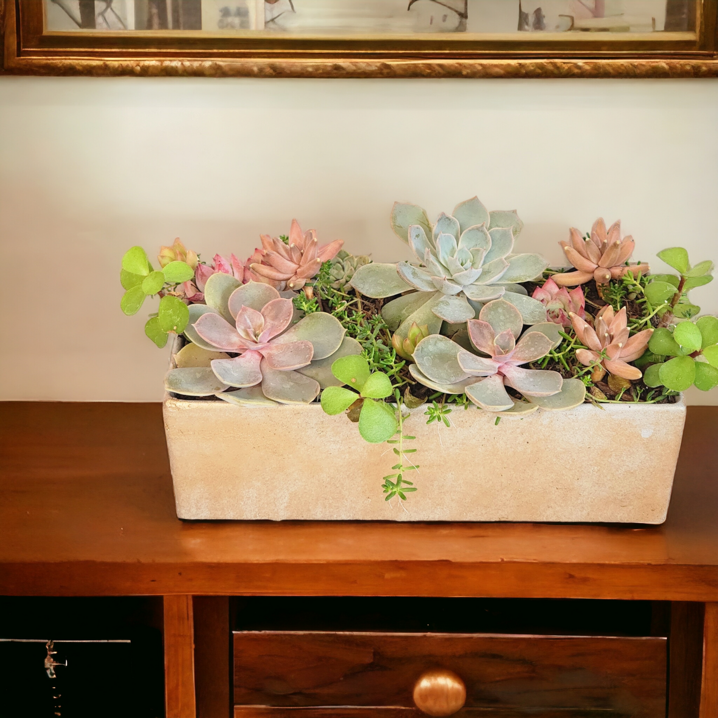 Succulent Arrangements in Pot