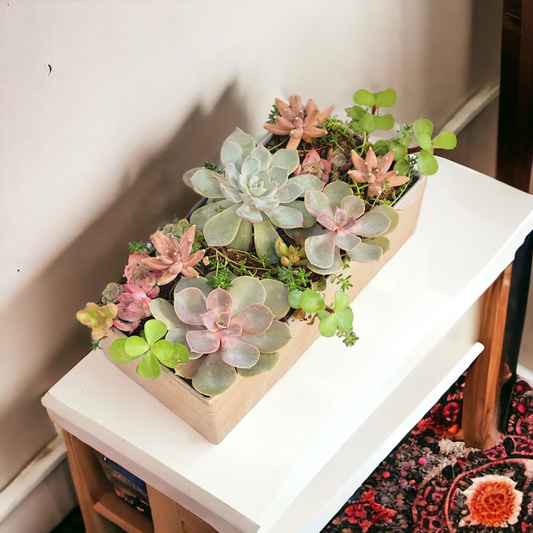 Succulent Arrangements in Pot