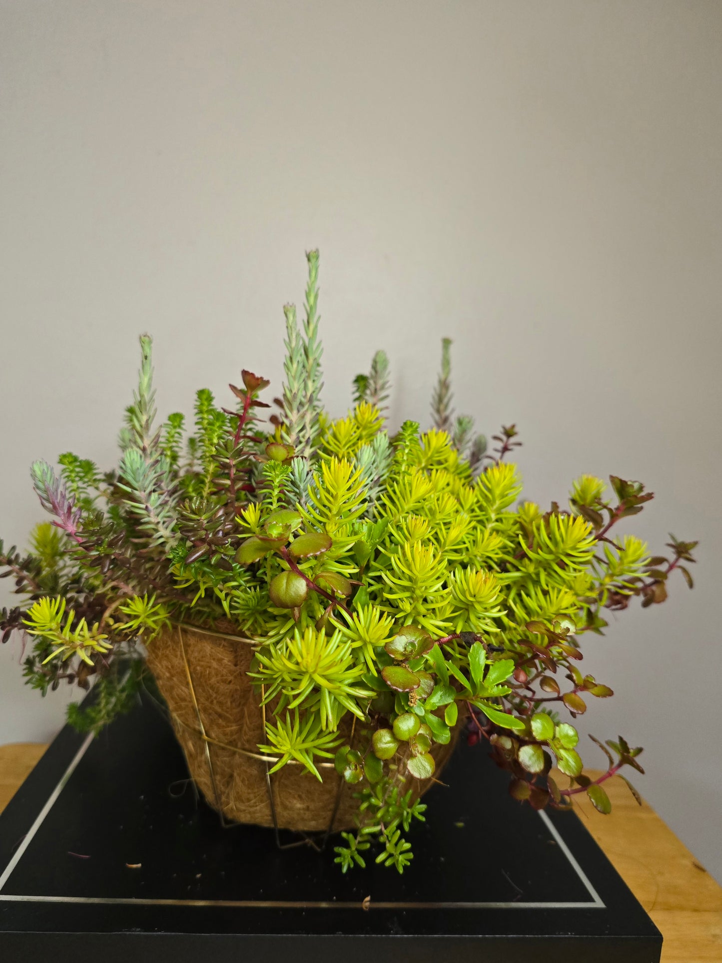 Live Plant