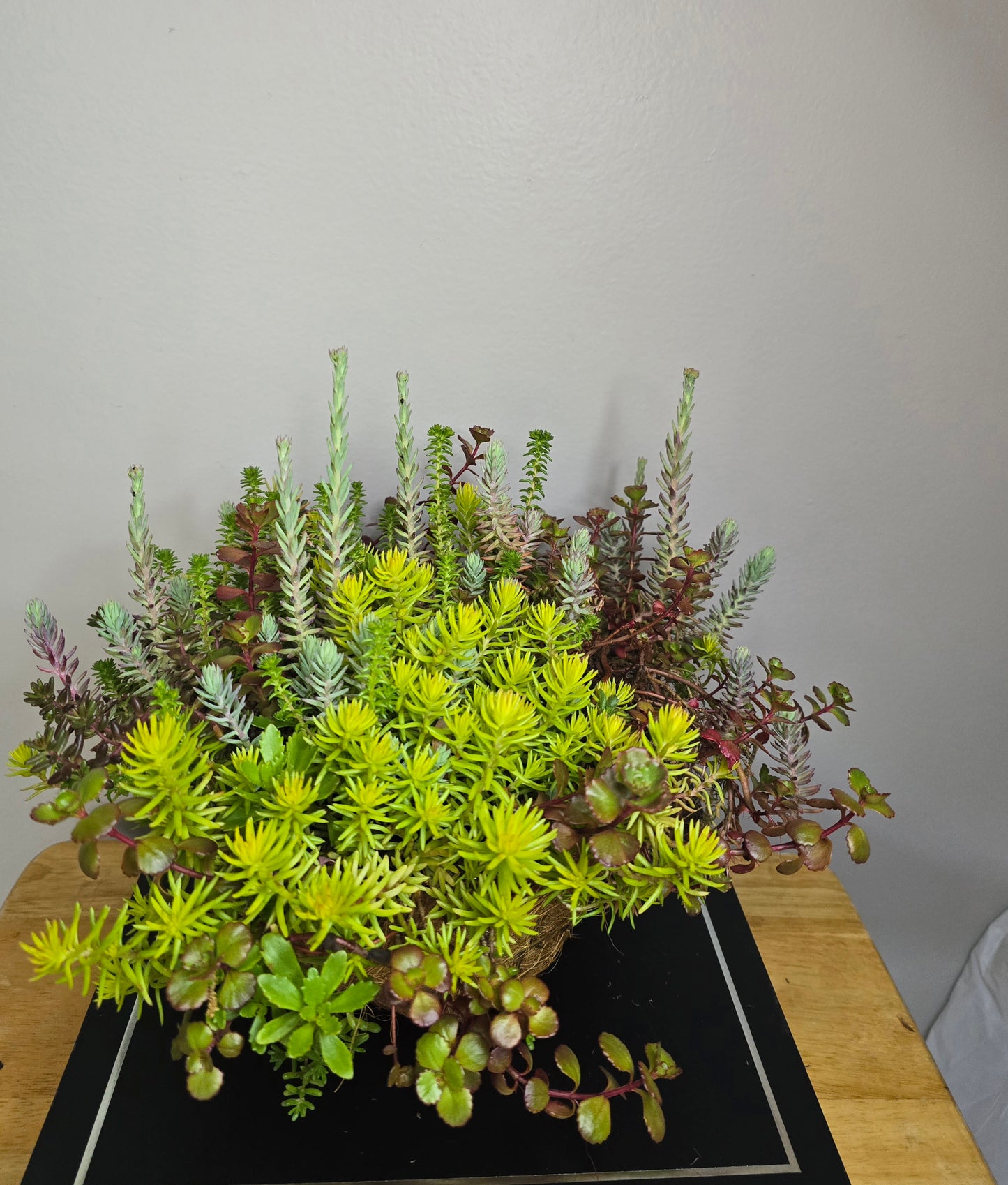 Live Plant