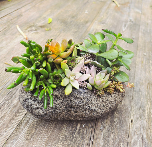 Live Succulent Arrangements in Pot