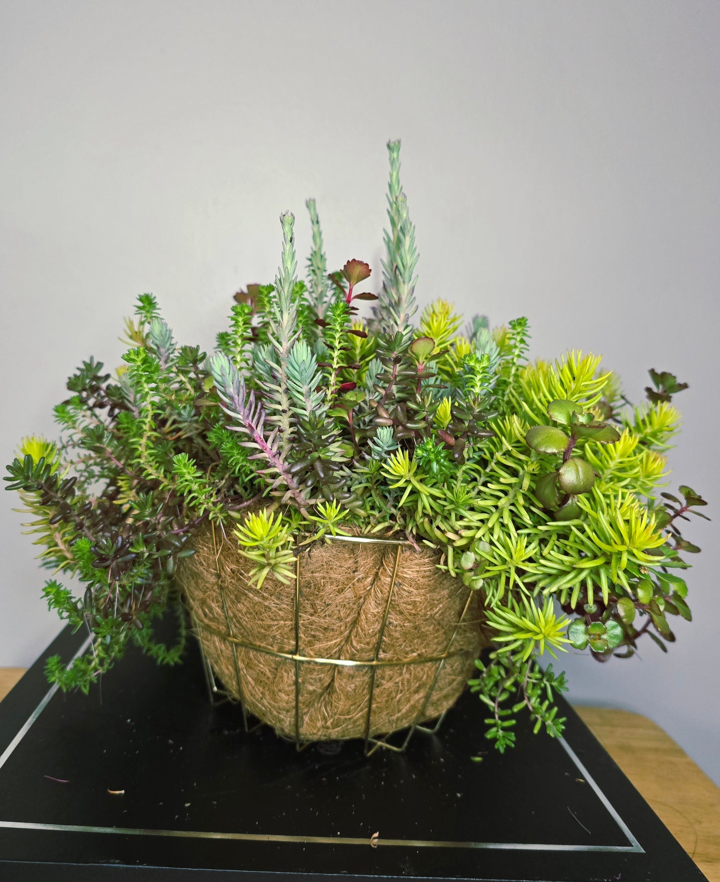 Live Plant