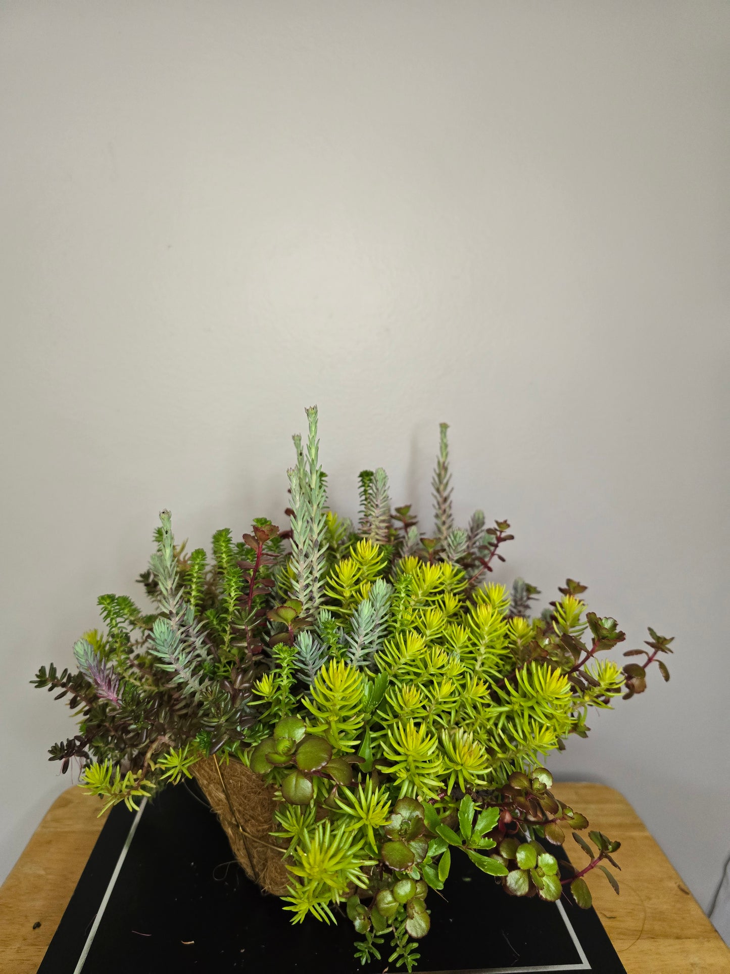 Live Plant