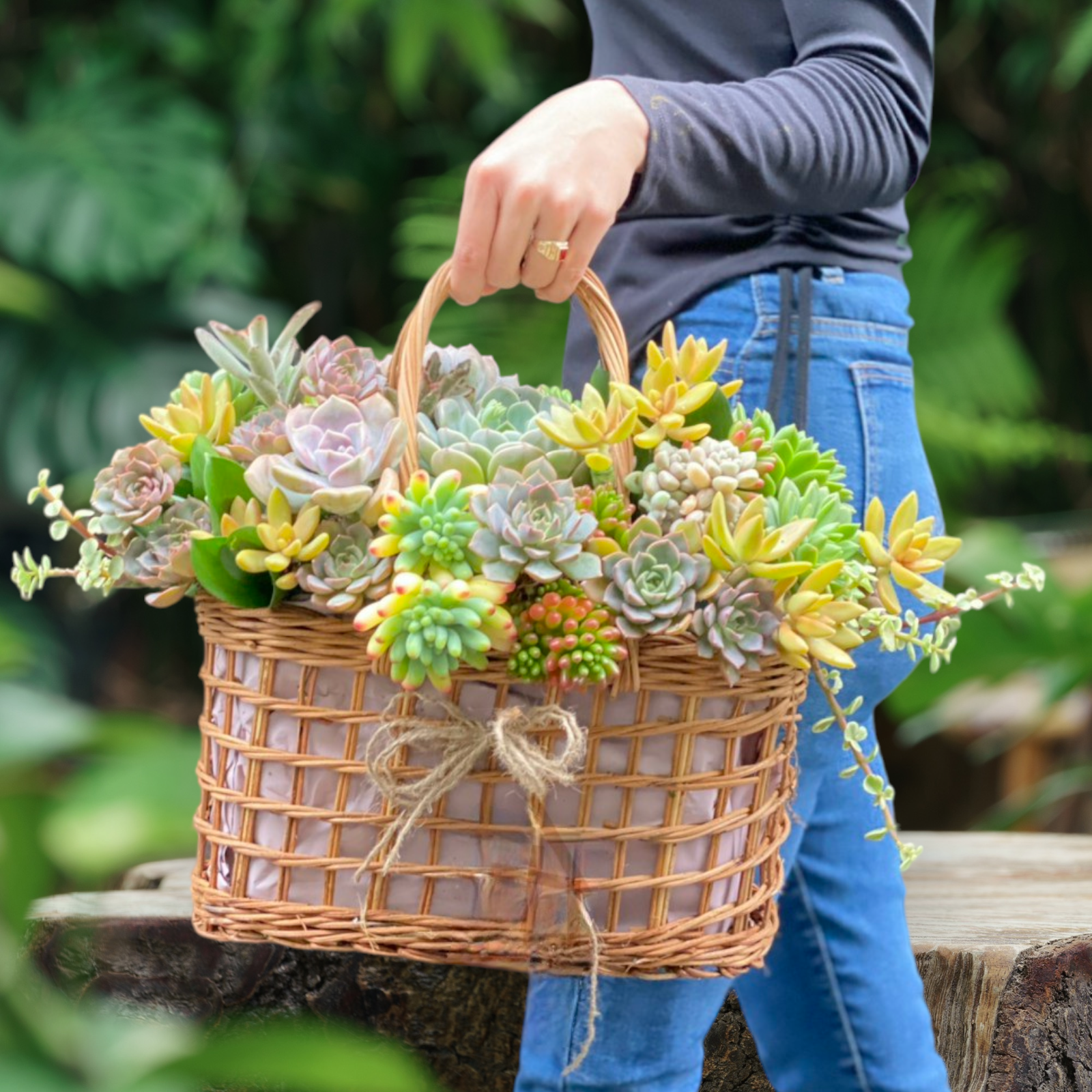 live succulent centerpiece Live Succulent Arrangements