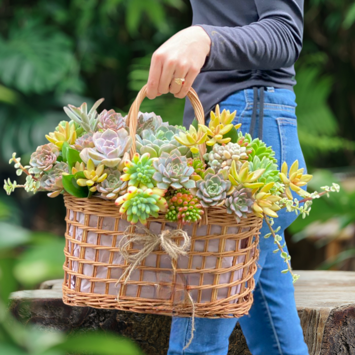 Live Succulent Arrangements