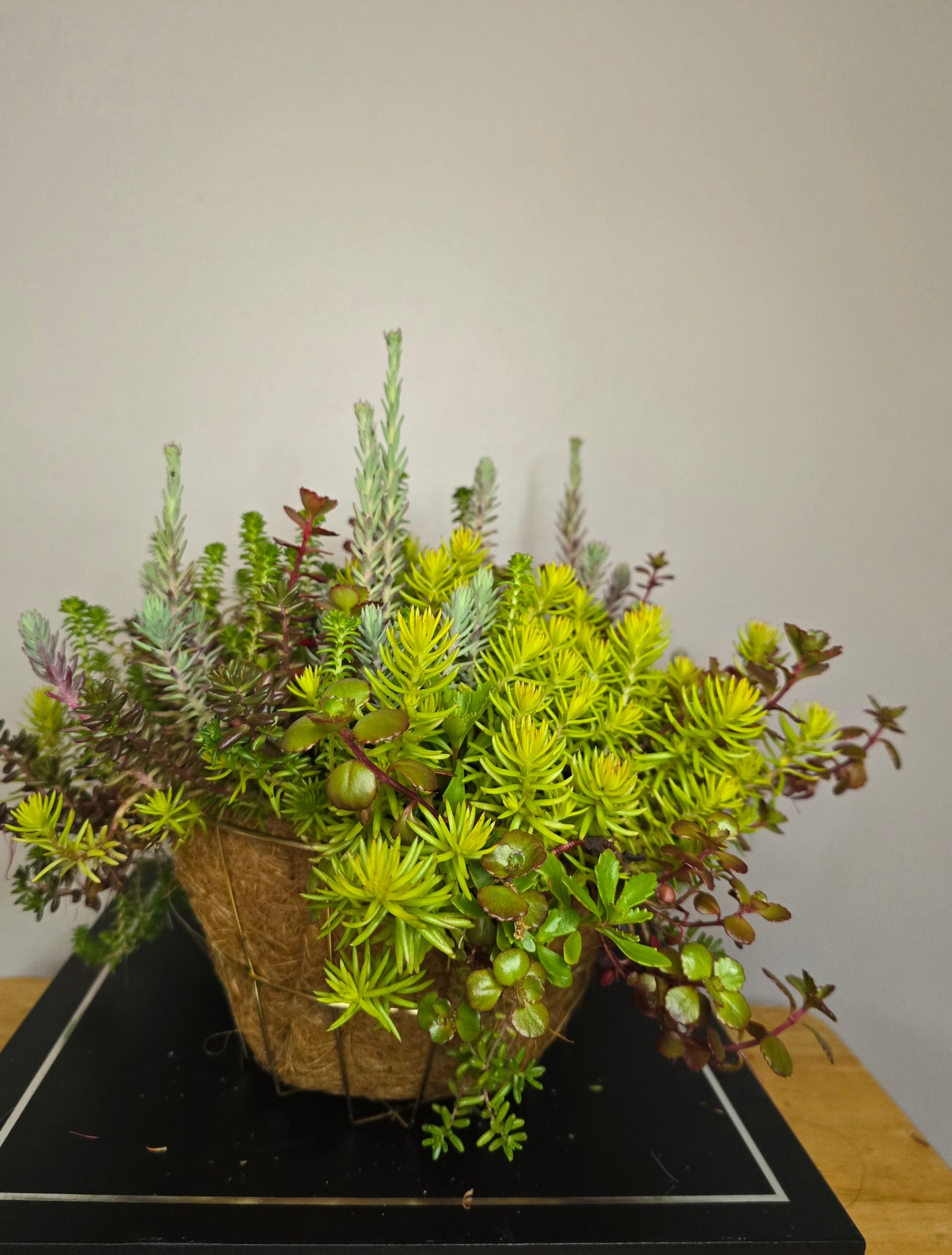 Live Plant